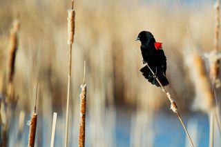 © Can Stock Photo##Red-winged blackbirds nest in marsh vegetation, such as cattails and rushes. © Can Stock Photo##Red-winged blackbirds nest in marsh vegetation, such as cattails and rushes.
