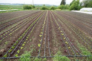 Marcus Larson / News-Register##Rows of lettuce, spinach, onions, broccoli and other spring vegetables at Even Pull Farm are still behind schedule, thanks to the extremely west spring weather. Marcus Larson / News-Register##Rows of lettuce, spinach, onions, broccoli and other spring vegetables at Even Pull Farm are still behind schedule, thanks to the extremely west spring weather.