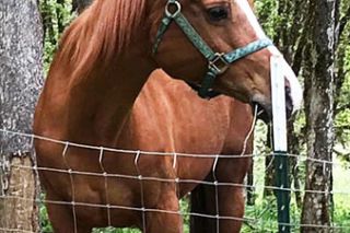 Submitted photo##Roxy was saddled up for riding when she disappeared. Submitted photo##Roxy was saddled up for riding when she disappeared.