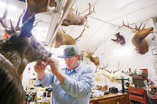 Rockne Roll/News-Register##Jessie Grace works on a deer head in his workshop outside Carlton on Wednesday. Grace and his father, Dan,  started Foothills Taxidermy together in 1998; Dan is now mostly retired from the business.