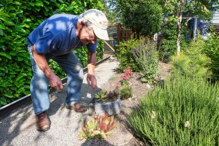 Rockne Roll/News-Register##David Lowe patrols for weeds around a group of succulents. A gravel path travels alongside the property line in the backyard. Rockne Roll/News-Register##David Lowe patrols for weeds around a group of succulents. A gravel path travels alongside the property line in the backyard.
