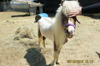 Submitted photo##Oregon Humane Society took animals into care after a caller reported that they appeared to be starving. Submitted photo##Oregon Humane Society took animals into care after a caller reported that they appeared to be starving.