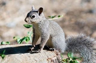 Oregon Department of Fish and Wildlife##Western gray squirrel. Oregon Department of Fish and Wildlife##Western gray squirrel.