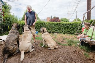 Rockne Roll/News-Register##Gary May, top left, offers treats to George, Leonie and Gracie as his wife, Susan, looks on at their home in McMinnville. The three mastiffs are the Mays’ personal pets. Rockne Roll/News-Register##Gary May, top left, offers treats to George, Leonie and Gracie as his wife, Susan, looks on at their home in McMinnville. The three mastiffs are the Mays’ personal pets.