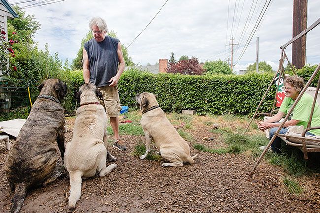 Rockne Roll/News-Register##Gary May, top left, offers treats to George, Leonie and Gracie as his wife, Susan, looks on at their home in McMinnville. The three mastiffs are the Mays’ personal pets.