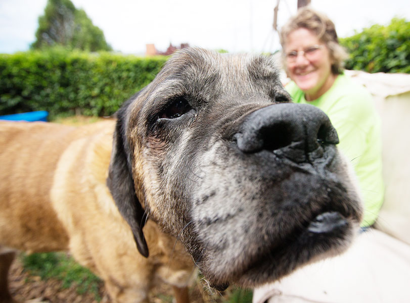 Rockne Roll/News-Register##Daisy is a rescue dog staying with Susan and Gary May’s Mastiff Rescue Oregon nonprofit program. Here the friendly mastiff is pictured with Susan.