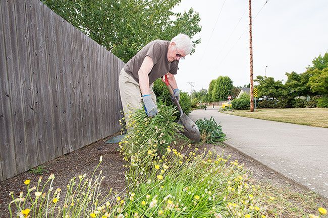 Marcus Larson / News-Register##Darrell King pulls and cuts back weeds along West McMinnville Linear Park, where he and his wife, Lucy, enjoy walking.