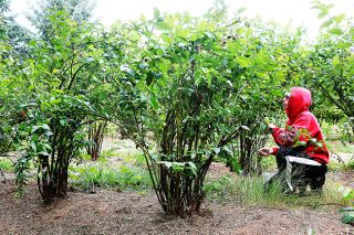 Rockne Roll/News-Register##Thirteen-year-old Andy Frum picks berries at Pam Nickolisen’s Blue Nickol Blueberry Farm in McMinnville. Rockne Roll/News-Register##Thirteen-year-old Andy Frum picks berries at Pam Nickolisen’s Blue Nickol Blueberry Farm in McMinnville.