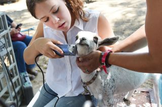 Rusty Rae/News-Register##Izzy Tilletson, 17, prepares her goat, Lily, for the Yamhill County Fair. Izzy said the two have a strong bond. The 6-month-old dairy goat likes to follow her around. Rusty Rae/News-Register##Izzy Tilletson, 17, prepares her goat, Lily, for the Yamhill County Fair. Izzy said the two have a strong bond. The 6-month-old dairy goat likes to follow her around.