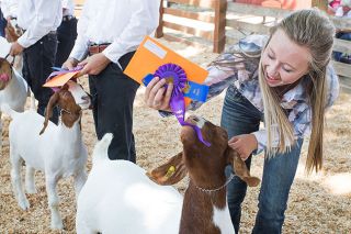 Rockne Roll/News-Register file photo##Elsie Duin of Raiders 4-H Club tries to retrieve a ribbon from her goat, Lovebug, during last year’s Yamhill County Fair. This year’s event runs Aug. 1-4. Rockne Roll/News-Register file photo##Elsie Duin of Raiders 4-H Club tries to retrieve a ribbon from her goat, Lovebug, during last year’s Yamhill County Fair. This year’s event runs Aug. 1-4.