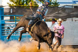 Rusty Rae/News-Register##
Cody Ford shows his winning form during Bullmania competition at the Yamhill County Fair Wednesday. Rusty Rae/News-Register##
Cody Ford shows his winning form during Bullmania competition at the Yamhill County Fair Wednesday.