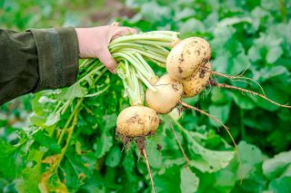 © Can Stock Photo/Garsya## © Can Stock Photo/Garsya##