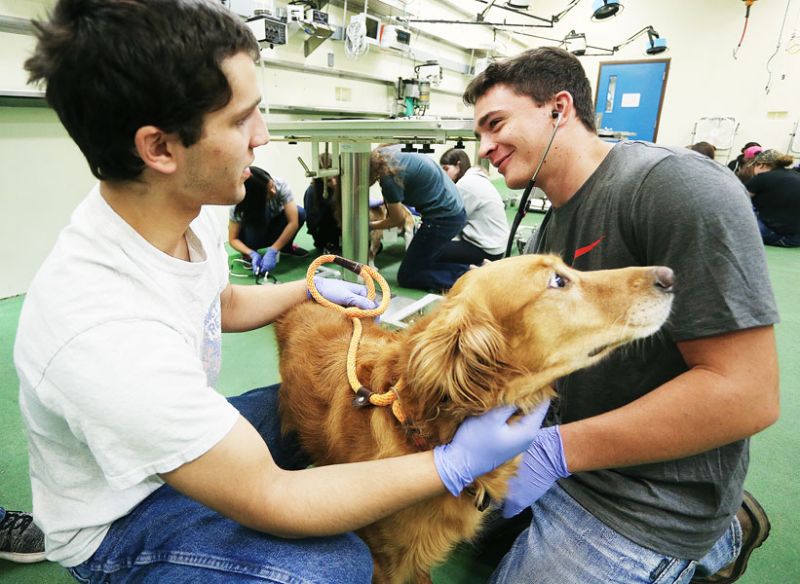 Rockne Roll/News-Register##As Alex Penfold, left, steadies Jo Jo, Owen Amerson of Yamhill listens to the dog’s heart and lungs. Owen, who grew up on a farm, plans to become a veterinarian, a choice the week at Oregon State University confirmed.