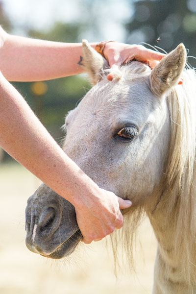 Rockne Roll/News-Register##Whiting gives one of her ponies some much-needed attention.