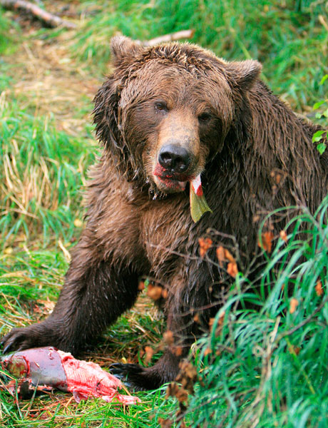 Stevbrigman / Can Stock Photo##An Alaskan brown bear snacks on a freshly caught salmon.