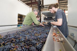 Marcus Larson/News-Register
##Robert Brittan, Chloe Feron and Dean Maher sort through Brittan Vineyard s first group of Pinot Noir grapes of the season. Marcus Larson/News-Register
##Robert Brittan, Chloe Feron and Dean Maher sort through Brittan Vineyard s first group of Pinot Noir grapes of the season.