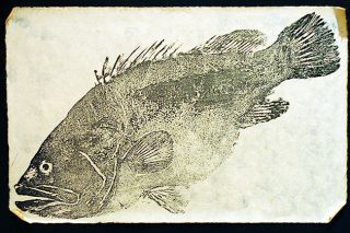 Wikimedia Commons/J.G. Wang##Gyotaku, the traditional Japanese method of printing fish, is now practiced around the world.
