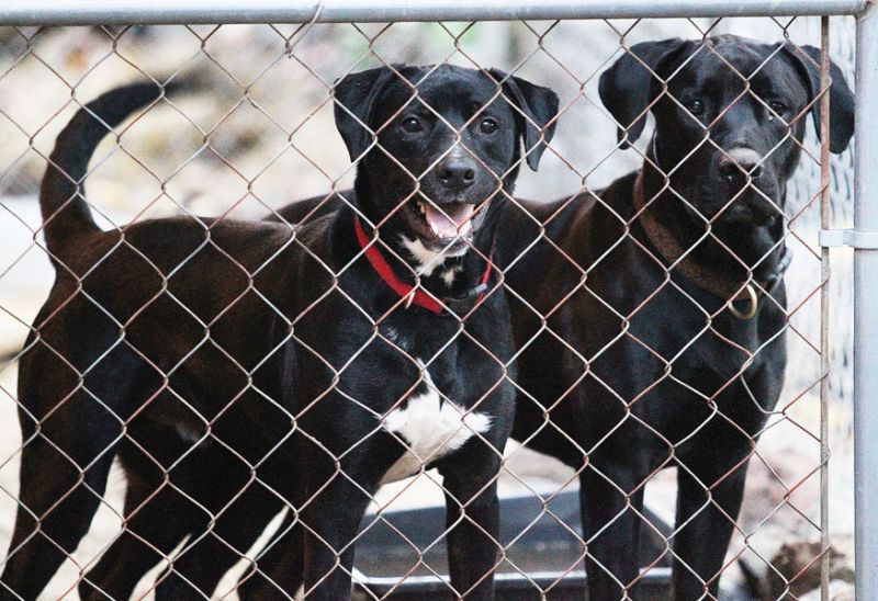 Rockne Roll/News-Register##A pair of rescued dogs in a kennel in Keiss’ backyard.