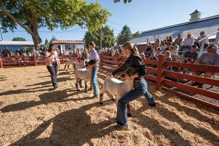 Rachel Thompson/News-Register##Goat and sheep judge Monica Mitchell scrutinizes several lambs and their handlers during a show Wednesday at the Yamhill County Fair. FFA and 4-H members also show cattle, swine, goats, poultry, rabbits and other animals.