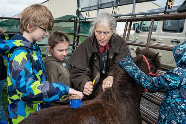 Rachel Thompson/News-Register##Fourth-graders curry Patience the pony during a visit to the Yamhill Valley Heritage Center along with volunteer Cynthia Christensen, who oversees educational activities such as Pioneer Days. Students are, from left, Benjamin Jeffries, Aria Wolff and Kylen Wert-Firth.