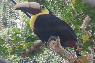 Bob J Galindo/Wikimedia Commons##A 3D printer was used to create a prosthetic beak for Grecia the toucan. Bob J Galindo/Wikimedia Commons##A 3D printer was used to create a prosthetic beak for Grecia the toucan.