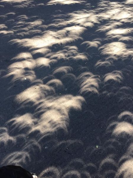 Submitted by Beth Uhrinak#Just post totality, the sun shining through the trees created crescents onto the pavement.