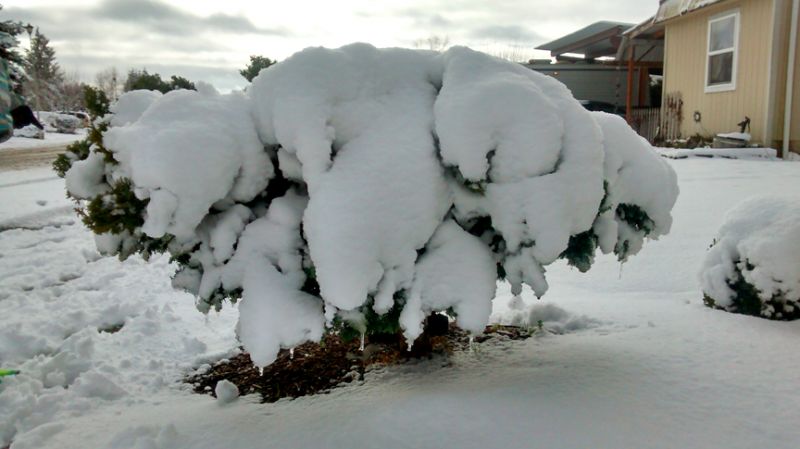 Jesus Gutierrez##My snow tree.