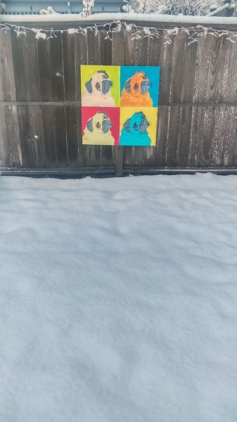 Ossie Bladine##Pug pop art hanging on the fence along the snow-covered West McMinnville Linear Park. Ossie Bladine##Pug pop art hanging on the fence along the snow-covered West McMinnville Linear Park.
