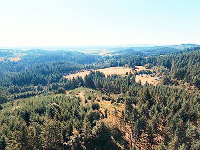 Courtesy YSWCD##View of Miller Woods from above that shows a more open canopy following the completion of a forest management project.