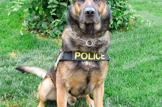 Submited photo##Arko, “an amazing dog, officer, partner, and family member”
died this month. Though retired, Arko had done official duty
in October, honoring the late Denise Bacon, who served on
city council