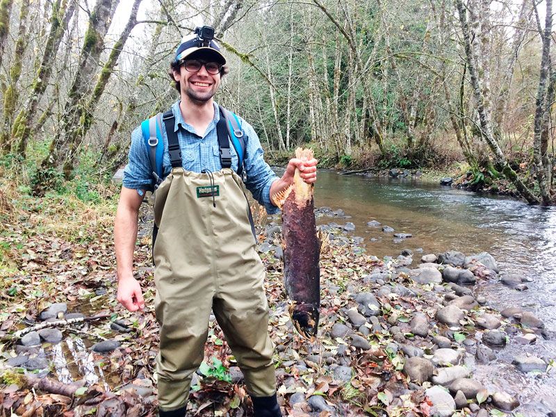 Submitted photo ##Oregon State University graduate Andrew Chione, a Native Fish Society river steward in the Yamhill Watershed, holds up a coho salmon carcass found on the Upper North Yamhill River.