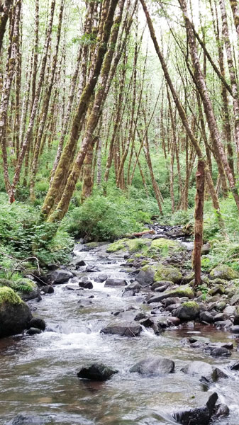 Garrett Meigs photo ## This headwater stream in the Trask watershed near Tillamook, illustrates the shade provided by an intact riparian buffer.