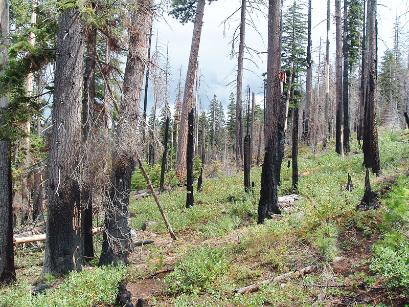 Garrett Meigs photo ## Fire burned in this stand during the B&B Complex Fire in 2003 near Canyon Creek in the Central Oregon Cascade Range, killing about half the overstory trees, but allowing a high level of tree survival and rapid recovery of vegetation, captured in this image from 2007. This is typical of Pacific Northwest forest fires.