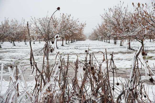 Rusty Rae/News-Register##

Roadside weeds frozen by the ice storm Friday night and Saturday morning frame filbert trees along Peavine Road.