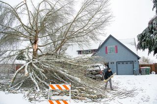Rusty Rae/News-Register##A homeowner on Filbert Street in McMinnville begins the cleanup process after a 40-year-old pin oak fell during February’s ice storm. By Sunday, the owner had cleared enough of the downed tree that he could move his SUV to the other side of the driveway