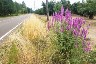 Photos submitted by Susan Aldrich-Markham##Invasive purple loosestrife attempting to make inroads on Mineral Springs Road. Part of the purpose of the annual inventory is to catch invasive weeds early, while their populations are small enough to be easily removed; this one, for example, was simply hand-pulled and removed from the site before it could set seed. Photos submitted by Susan Aldrich-Markham##Invasive purple loosestrife attempting to make inroads on Mineral Springs Road. Part of the purpose of the annual inventory is to catch invasive weeds early, while their populations are small enough to be easily removed; this one, for example, was simply hand-pulled and removed from the site before it could set seed.