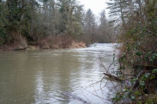 Rachel Thompson/News-Register##Chehalem Creek flows through Ewing Young Park, cutting off access to 11 acres. An application to build a footbridge was denied by the county last week.