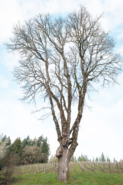 Rusty Rae / News-Register##Diverse species keep the winery property looking natural.