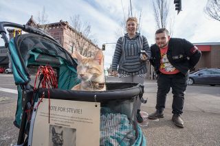 Rachel Thompson/News-Register##Stevie the cat, seen here last month on a stroll through Downtown McMinnville, finished a runner-up in America’s Favorite Pet online competition.