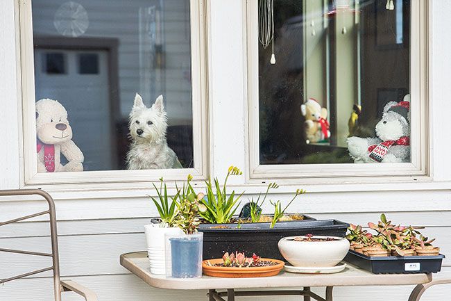 Marcus Larson/News-Register
##
In most every window of her Carlton home, Michelle Partin has placed a teddy bear for children passing by to see. Sometimes Partin s dog, Abby, sits in the windows, too.