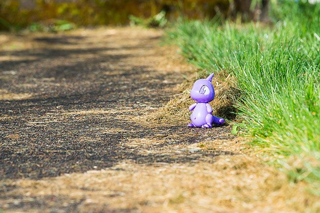 Marcus Larson/News-Register##

A Neo-pet waits to be spotted in the Downs  front yard.