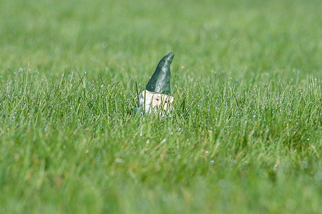 Marcus Larson/News-Register##

A gnome is well hidden in the Downs’ front yard. The couple hopes seeing the whimsical creatures will bring the day for people taking walks.