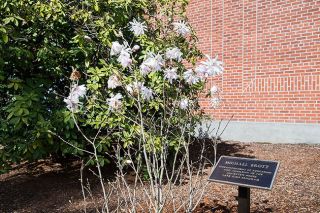 Marcus Larson / News-Register##A magnolia tree in honor of former McMinnville School Superintendent Mike Brott is growing outside the new district office.