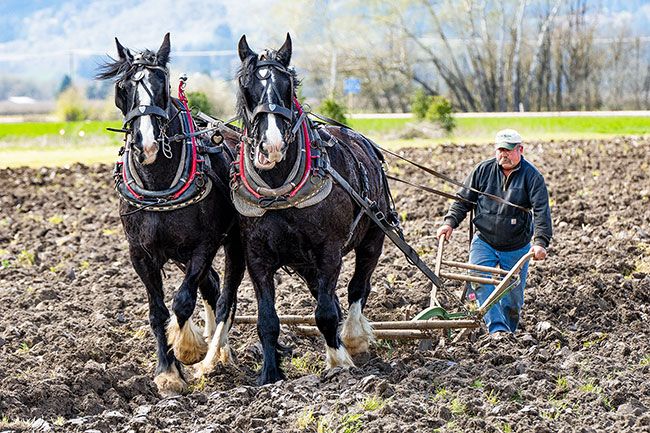 Marcus Larson/News-Register ## Duane Van Dyke drives Shire horses Nick and Emma during the Oregon Draft Horse Breeders Association plowing competition Saturday at the Yamhill Valley Heritage Center. Draft horses were part of Farm Fest, which became virtual this year, with many guests watching on Facebook rather than attending in person. Yamhill County Historical Society plans to host in-person events again starting in June.