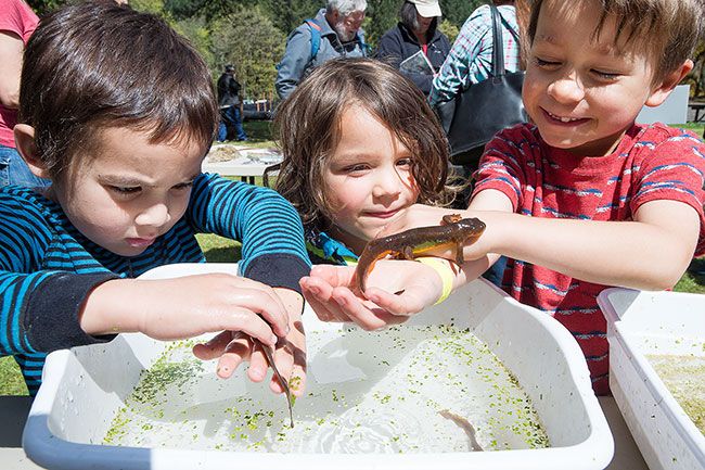 Marcus Larson/News-Register##
From left, Kenneth Barkell, Sutton Einberger and his brother Crosby play with pair of rough-skinned newts from the nearby Miller Woods pond.