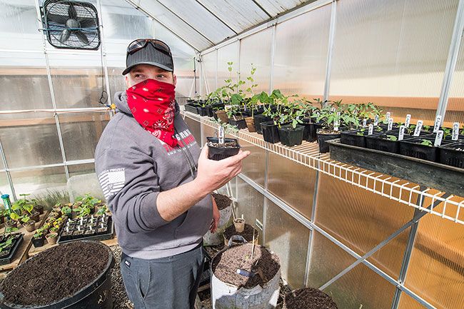 Marcus Larson/News-Register##Wearing a mask to speak with reporters, gardener Ron Gometz shows the various starter plants he has growing in the greenhouse behind his Carlton home.