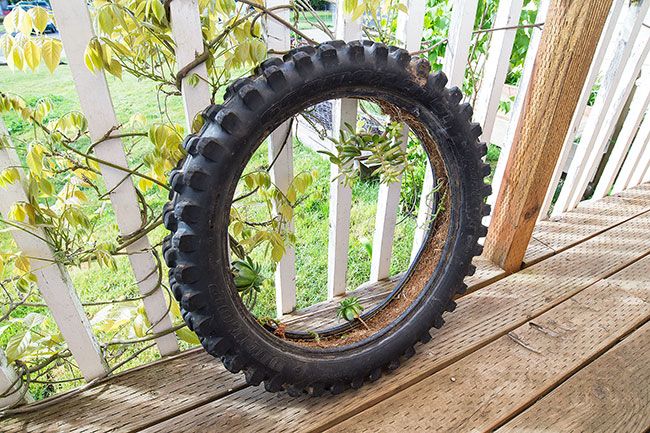 Marcus Larson/News-Register##Ron Gometz likes to plant in whimsical and recycled containers. On of his favorite plantings is in an old tire.