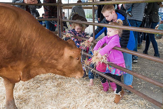 Marcus Larson / News-Register##Madelyn Cottrill and her uncle, Nicholas Rahmig, feed handfuls of hay to a cow at Baby Animal Day at Buchanan-Cellars in McMinnville.