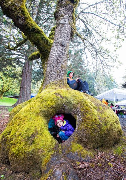 Marcus Larson / News-Register##Earth Day at Miller Woods volunteer Jaden Firestone takes a break on a giant tree while Carly Martin plays with other children in its hollow base.