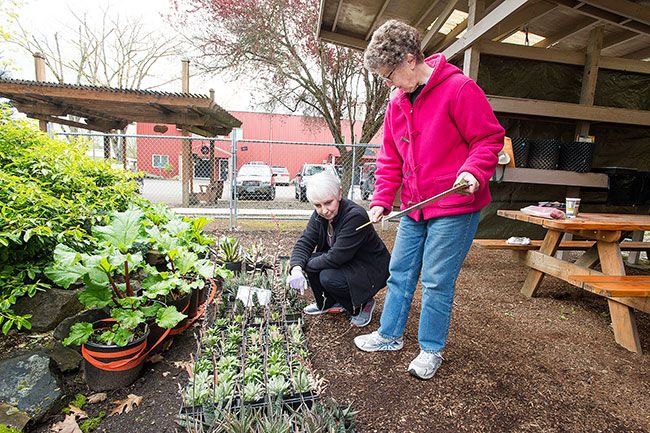 Marcus Larson/News-Register##Yamhill County Master Gardeners Susan Perdue and Susan Nesbitt add price tags to different varieties of aloe plants in preperation for this weekend s big plant sale event.